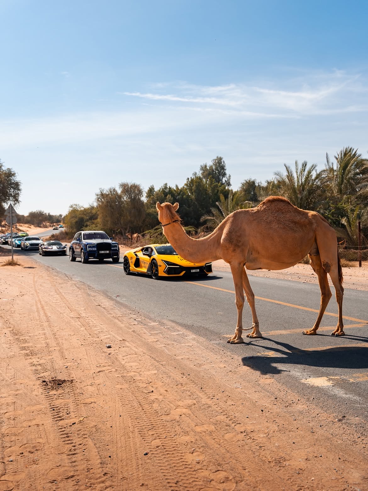 Supercars and local wildlife share the road on the run north.